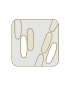 Bacillus subtilis